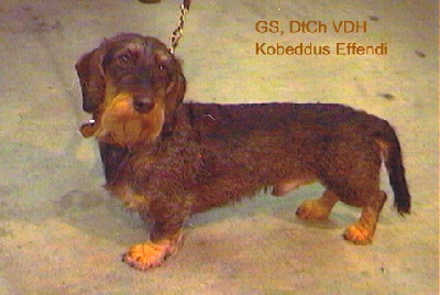 Kobeddus - Effendi, Champion d´Allemagne 2008...