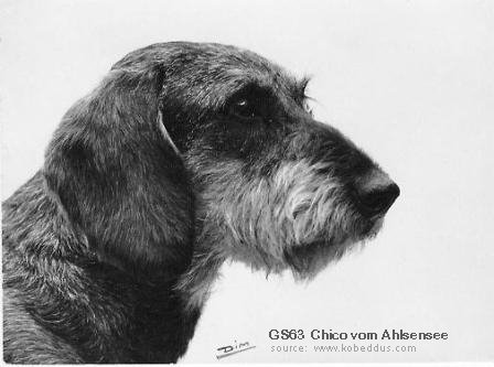 CH. Chico Von ahlsensee