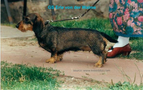 CH. Erle Von der walme