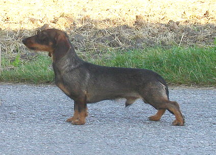 CH. Kobeddus Falstaff