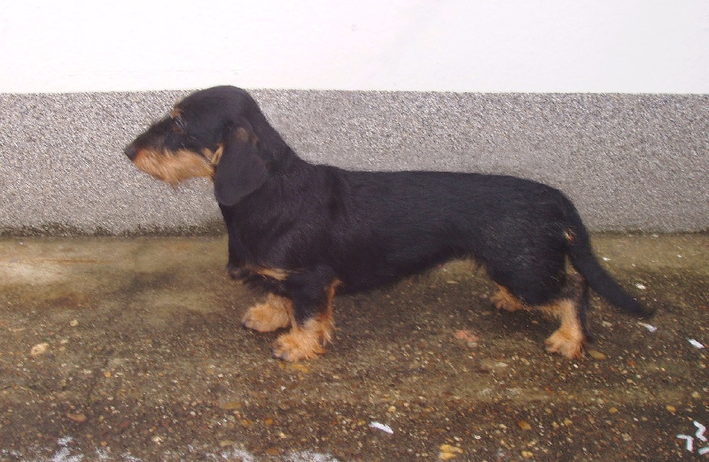 CH. Kobeddus Gitta