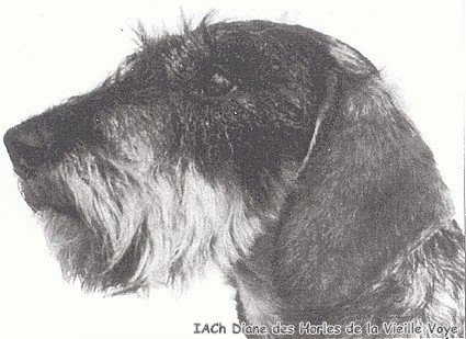 CH. Diane Des horles de la vieille voye