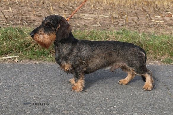 CH. Kobeddus Illmitz