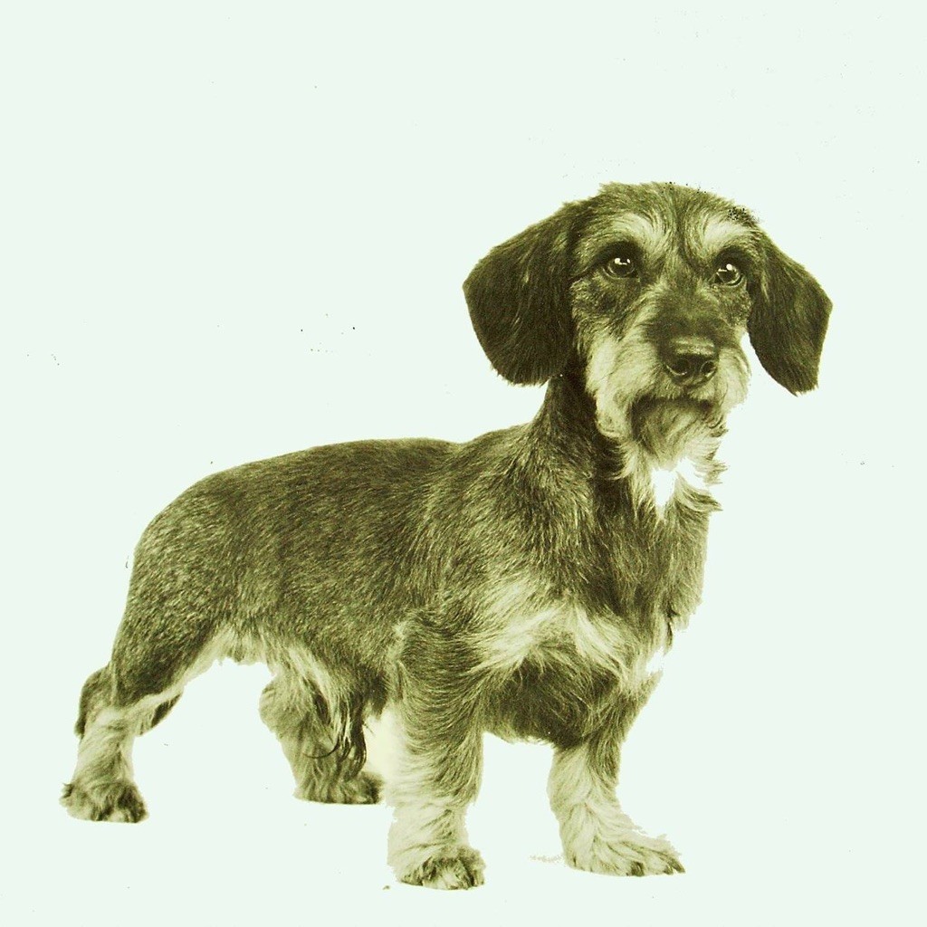 CH. Kobeddus illo (Sans Affixe)